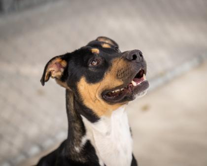 Enlarge Trout, a ADOPTABLE Mixed Breed in Hamilton, MT image 2/4