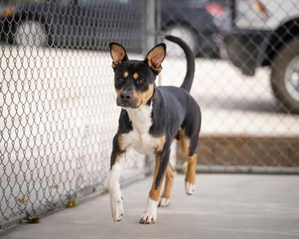 Enlarge Trout, a ADOPTABLE Mixed Breed in Hamilton, MT image 3/4