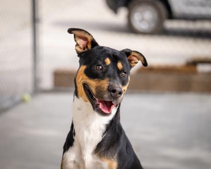 Trout, ADOPTABLE, Young Male Mixed Breed.