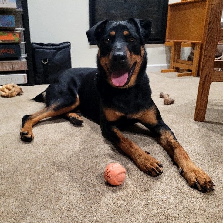 Kenda, Adoptable, Adult Female Rottweiler & Mixed Breed.