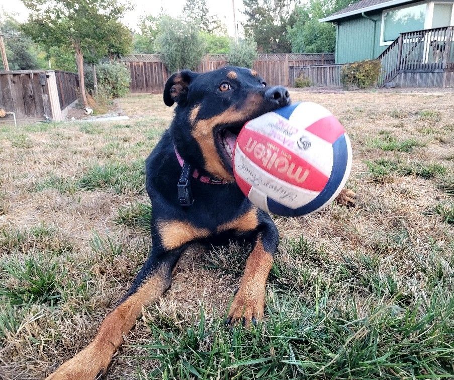 Enlarge Kenda, a Adoptable mixed breed in San Jose, CA image 2/15