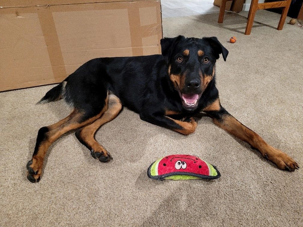 Enlarge Kenda, a Adoptable mixed breed in San Jose, CA image 3/15