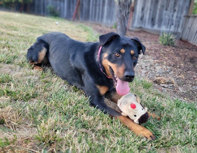 Enlarge Kenda, a Adoptable mixed breed in San Jose, CA image 4/15