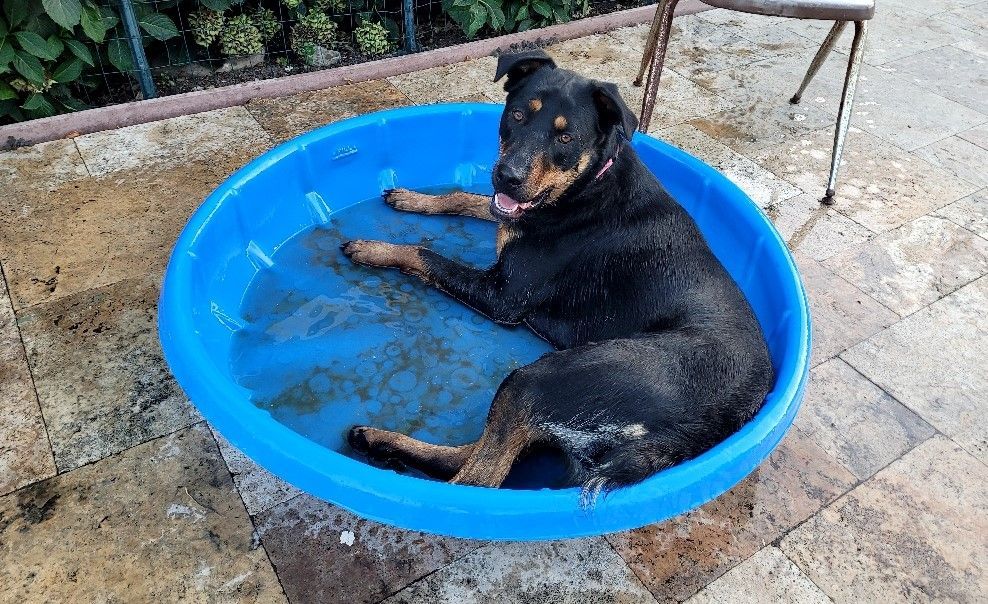 Enlarge Kenda, a Adoptable mixed breed in San Jose, CA image 5/15