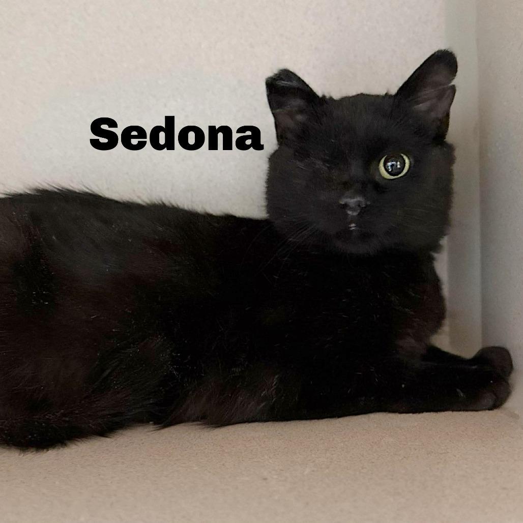 Sedona 251104, Adoptable, Adult Female Domestic Short Hair.