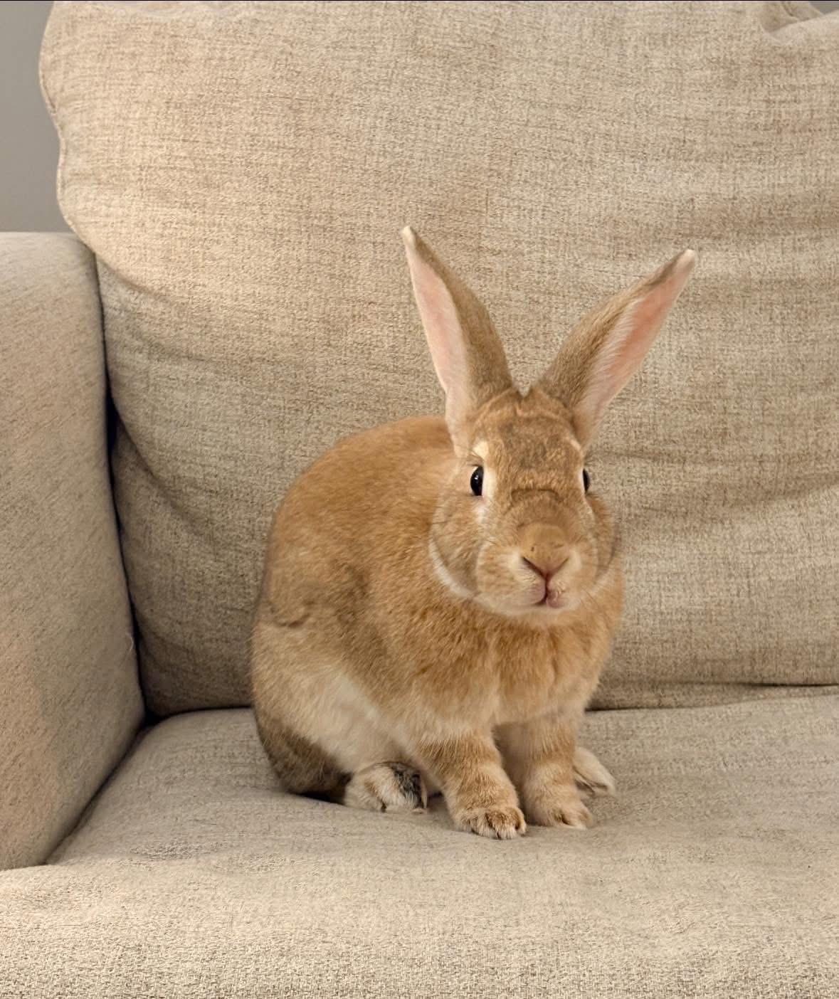 Enlarge Old Man , a ADOPTABLE New Zealand in St. Charles, MO image 2/4