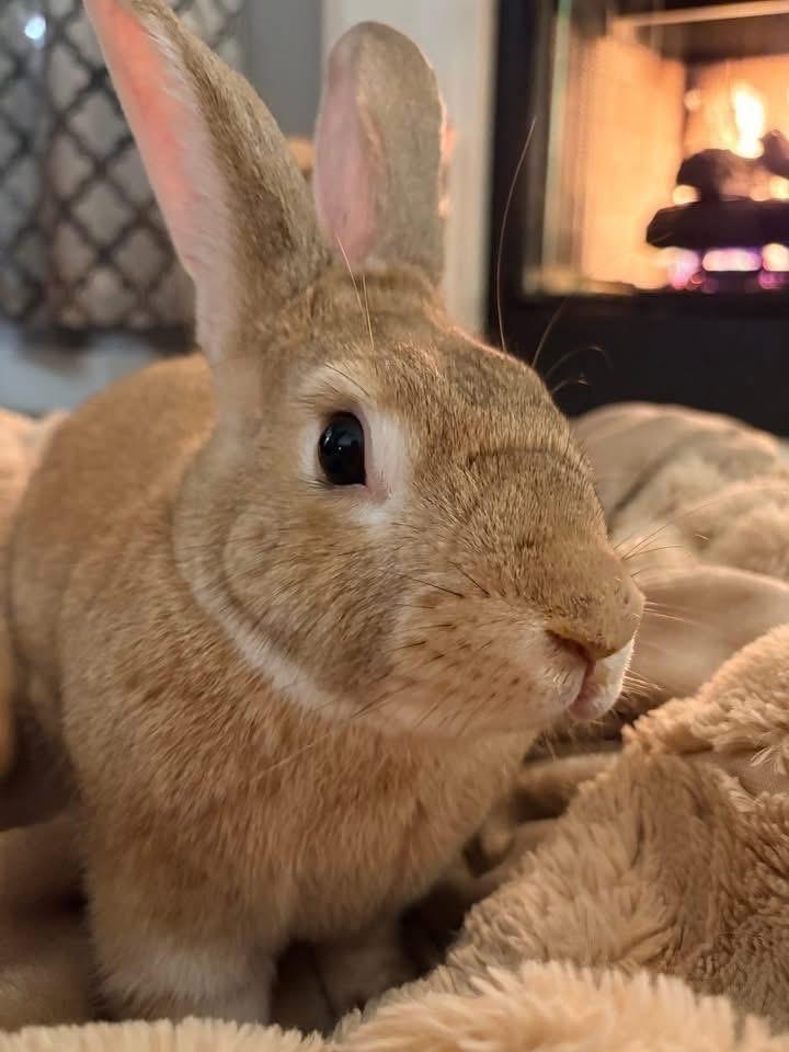 Enlarge Old Man , a ADOPTABLE New Zealand in St. Charles, MO image 1/4