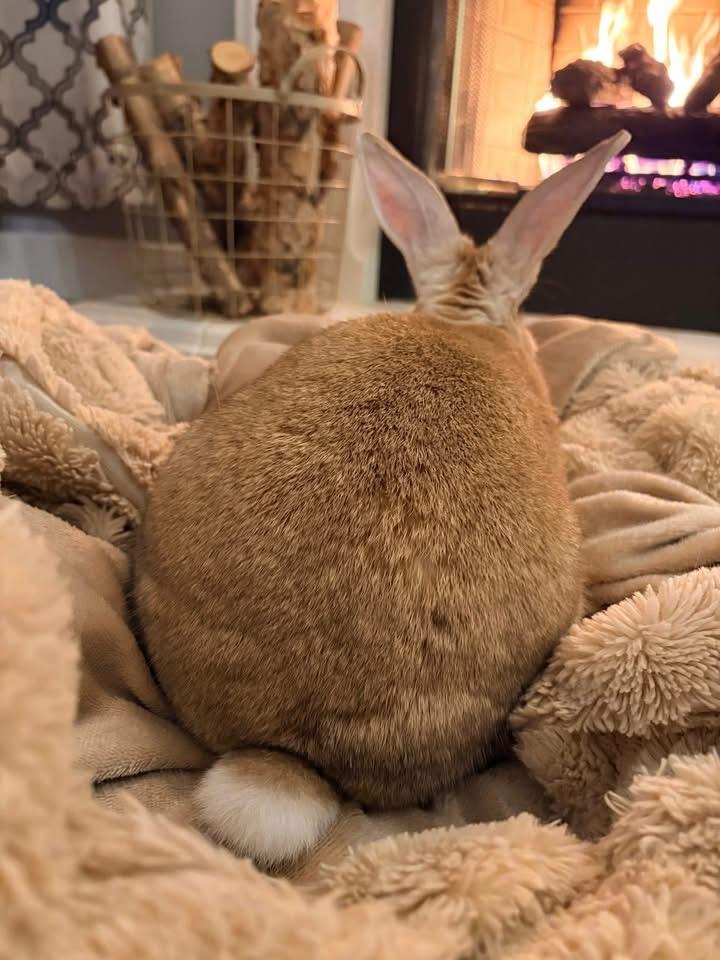 Enlarge Old Man , a ADOPTABLE New Zealand in St. Charles, MO image 4/4