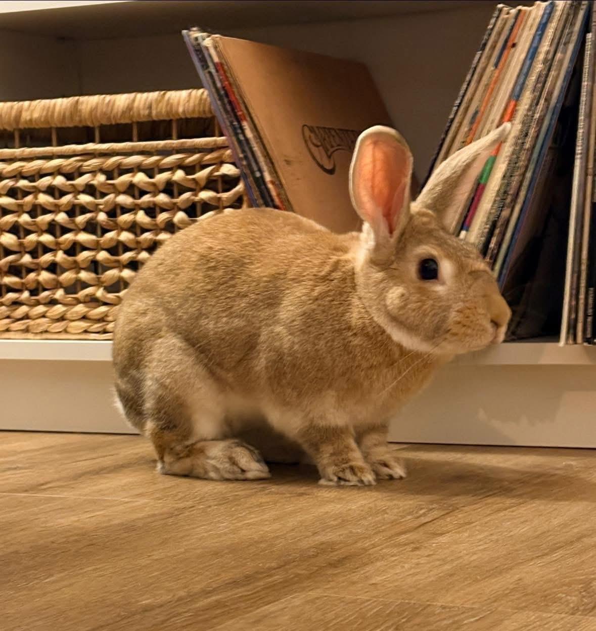 Enlarge Old Man , a ADOPTABLE New Zealand in St. Charles, MO image 3/4