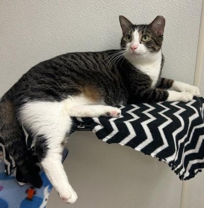 Dasha, Adoptable, Young Female Domestic Short Hair & Domestic Short Hair.