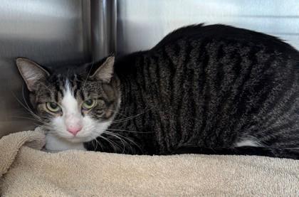 Enlarge Dasha, a Adoptable mixed breed in Willmar, MN image 1/1