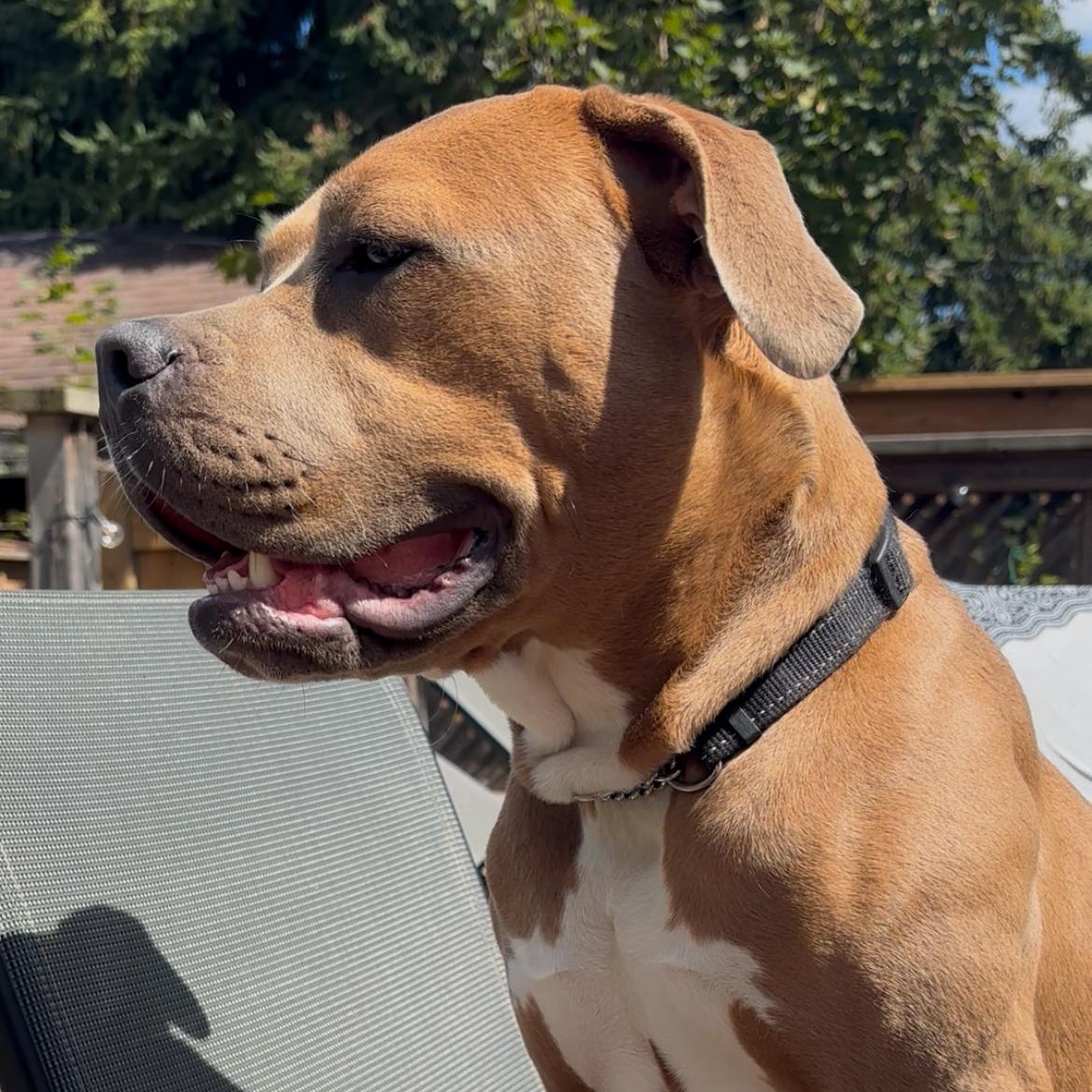 Carmen, a Adopted mixed breed in KITCHENER, ON image 3/6