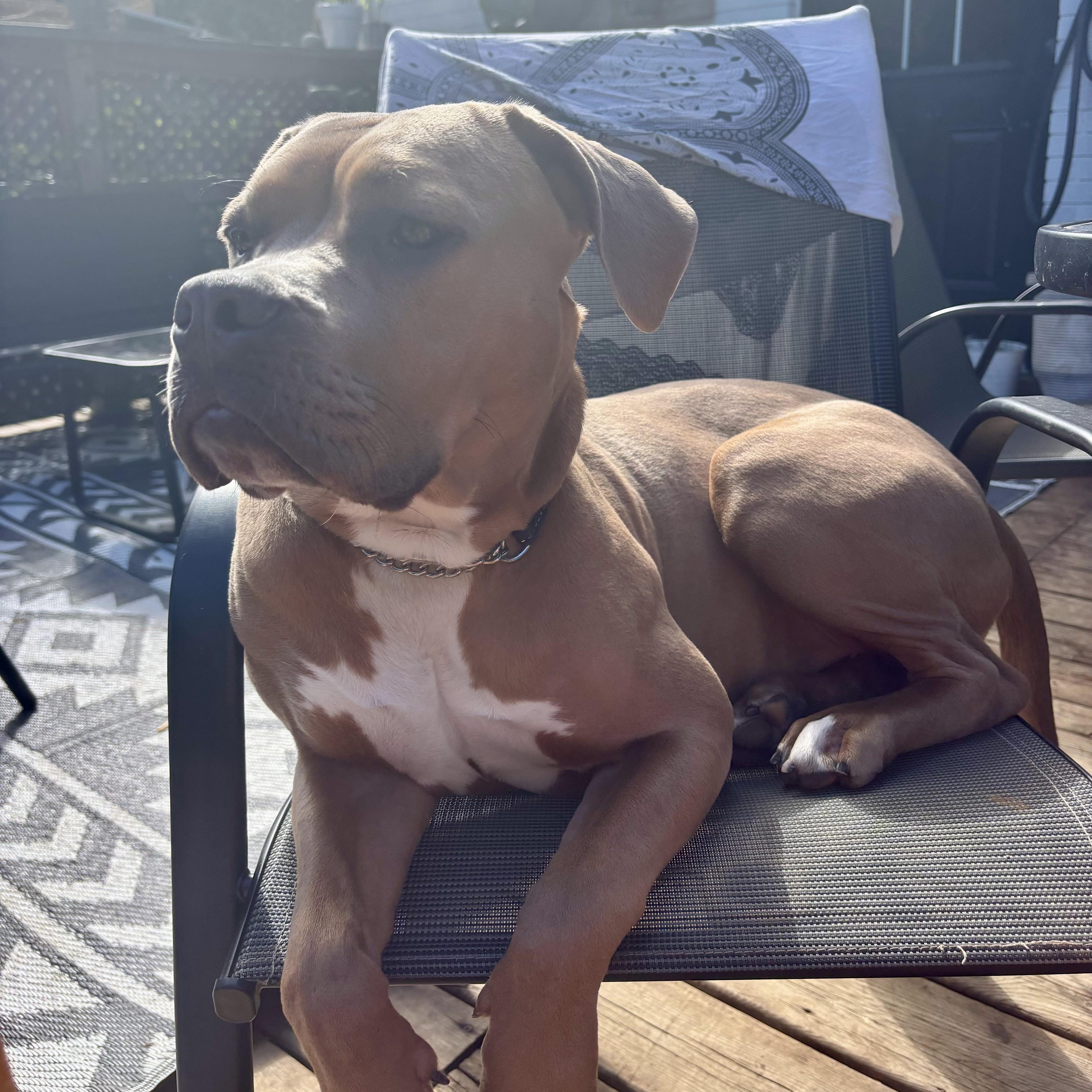 Carmen, a Adopted mixed breed in KITCHENER, ON image 2/6