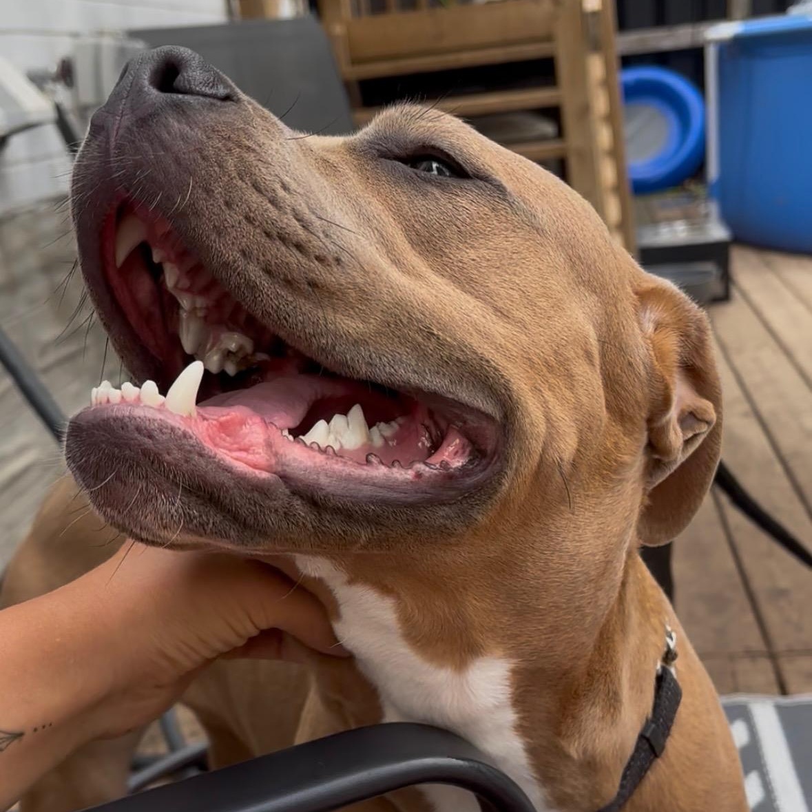 Carmen, Adopted, Puppy Female Mastiff & American Bulldog.