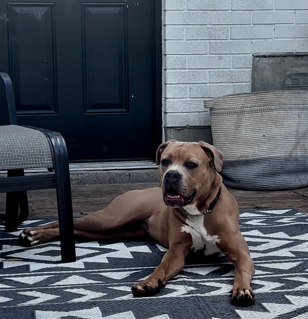 Carmen, a Adopted mixed breed in KITCHENER, ON image 4/6