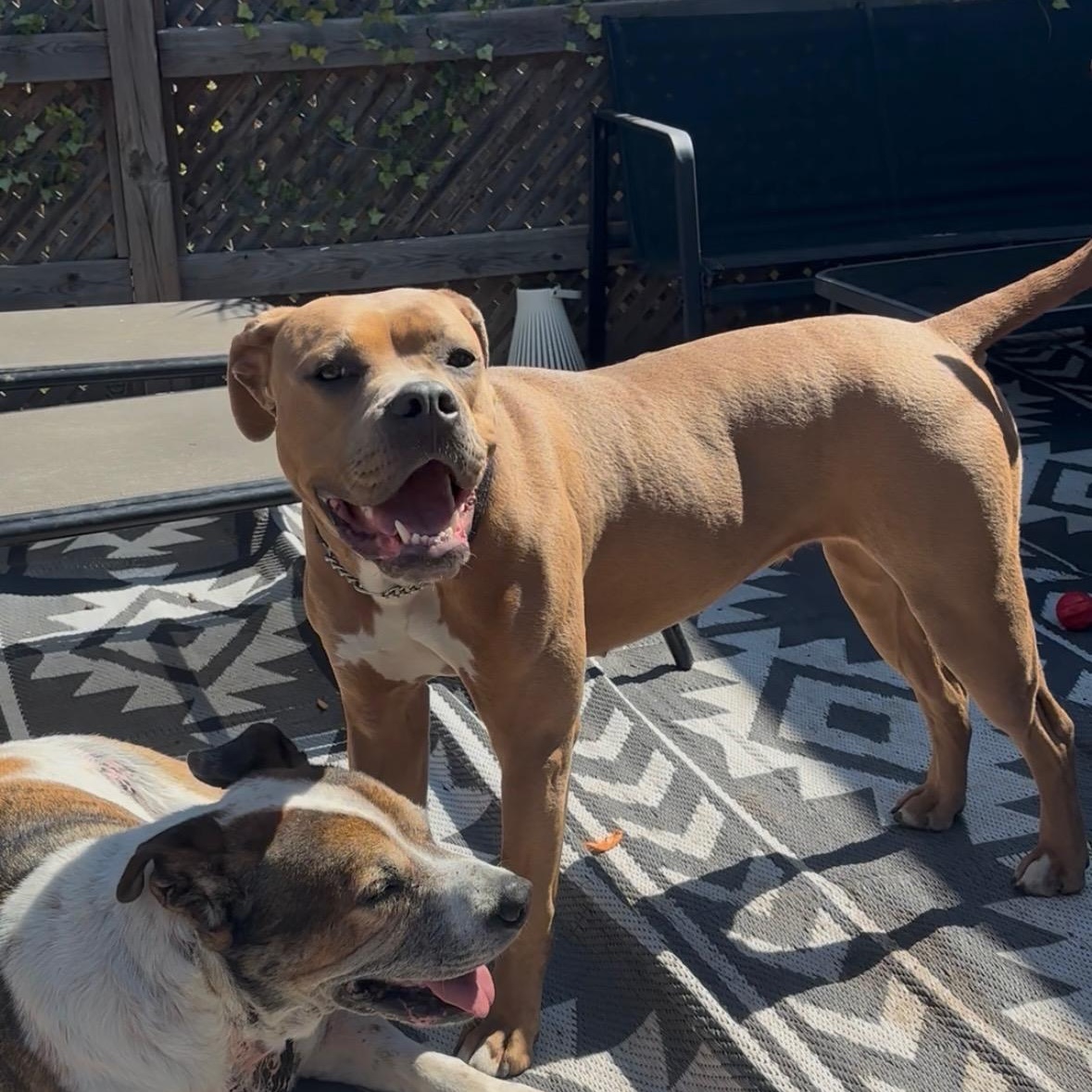 Carmen, a Adopted mixed breed in KITCHENER, ON image 5/6