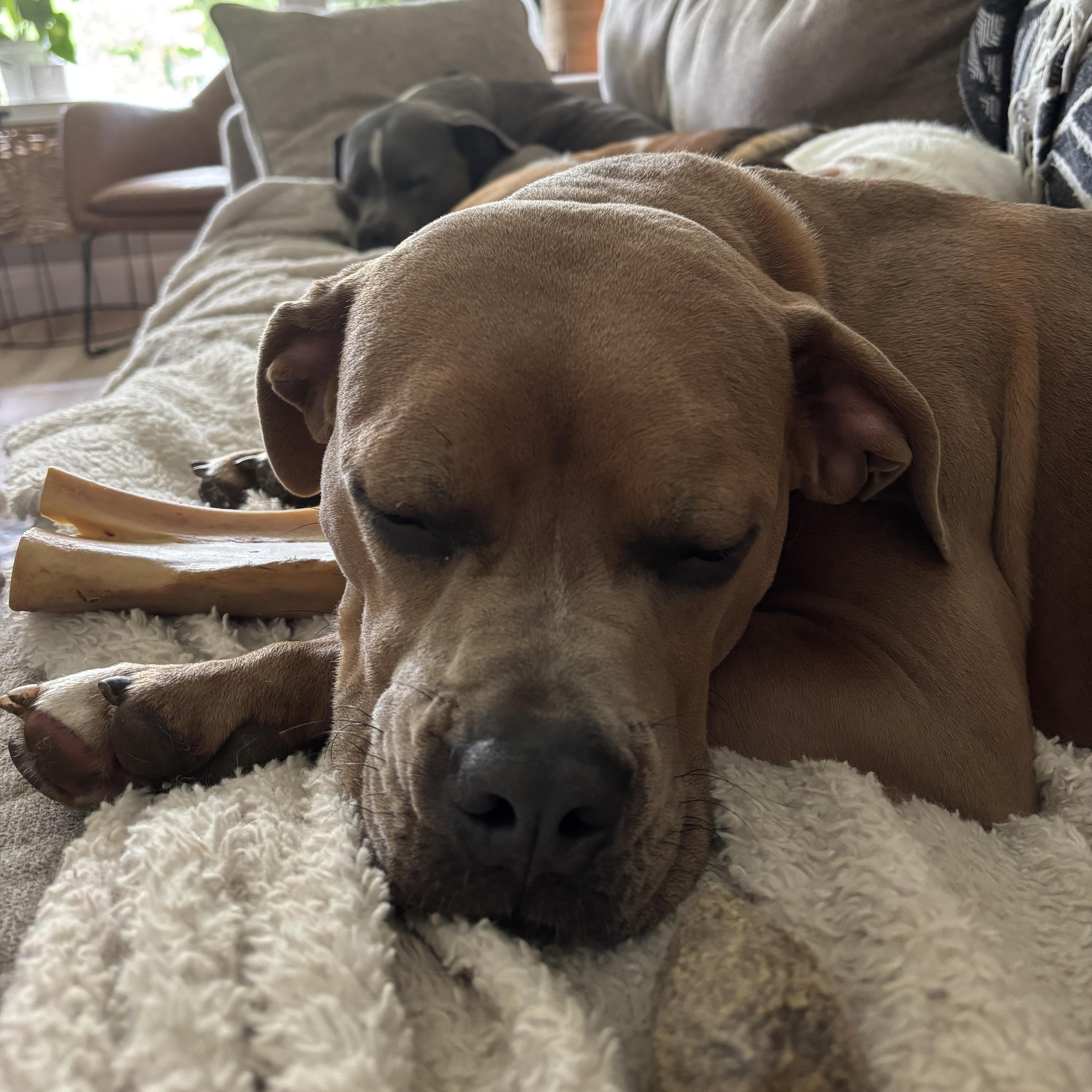 Carmen, a Adopted mixed breed in KITCHENER, ON image 6/6