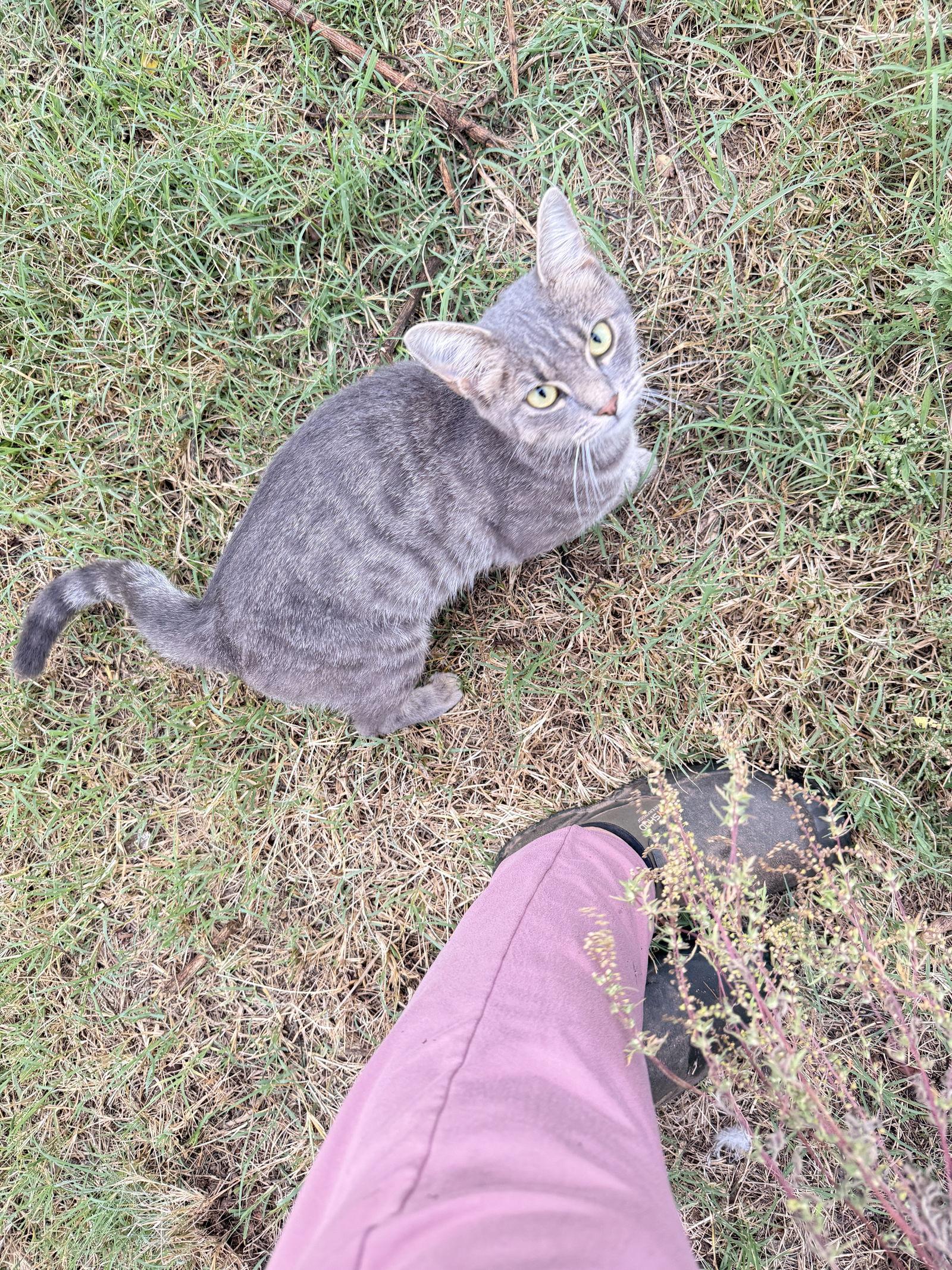 Kitty, Adoptable, Young Female American Shorthair.