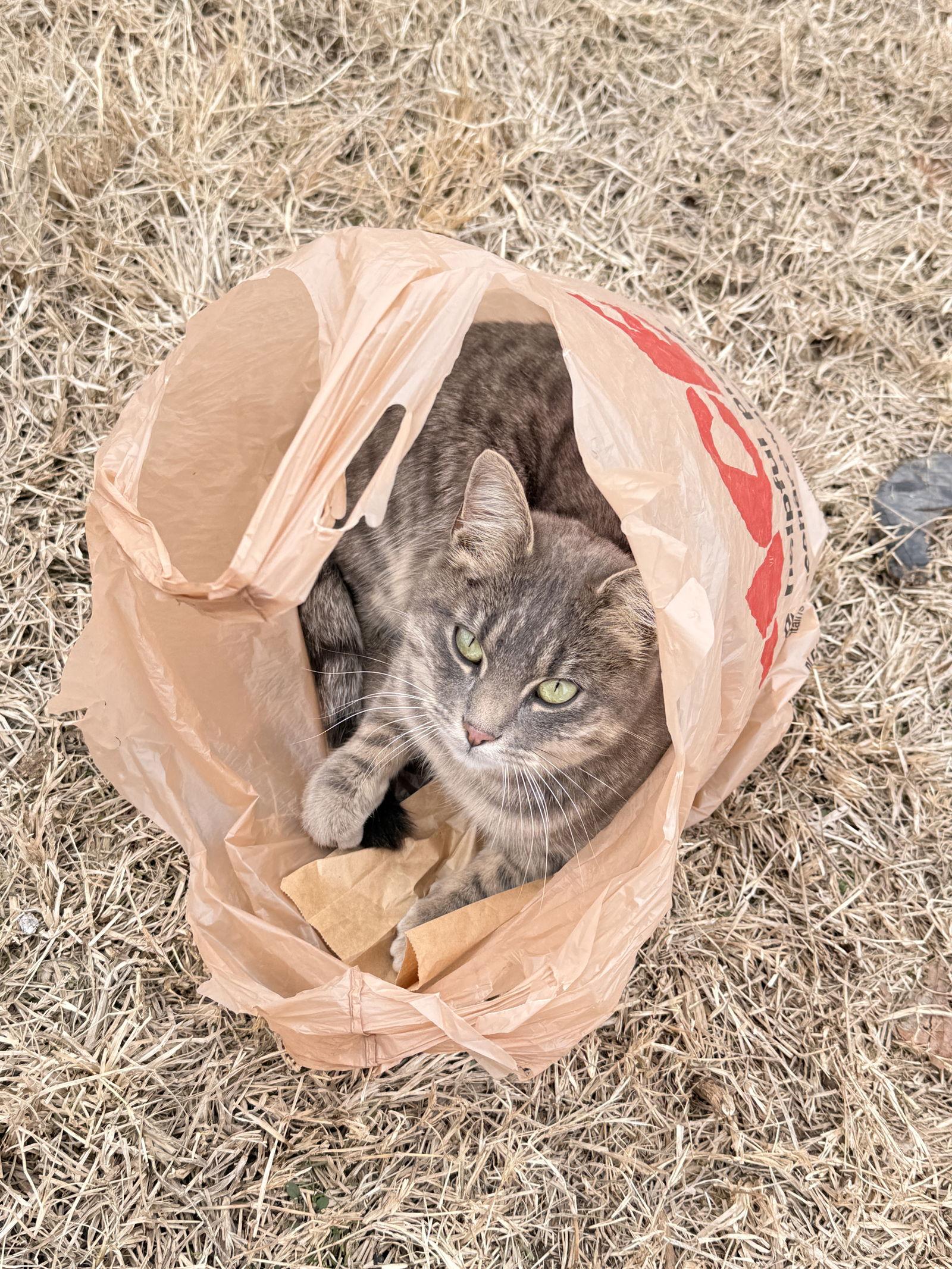 Kitty, Adoptable, Young Female American Shorthair.