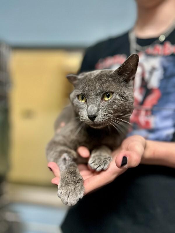 Enlarge Magnus, a Adoptable Domestic Short Hair in Wooster, OH image 1/1