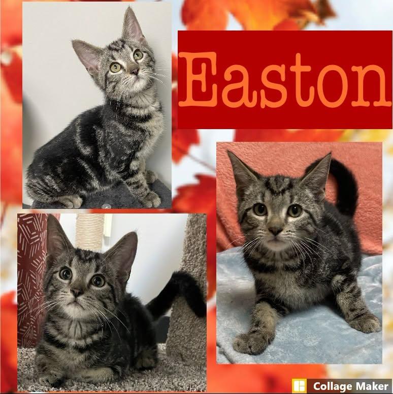 Easton, ADOPTABLE, Young Male Domestic Short Hair.