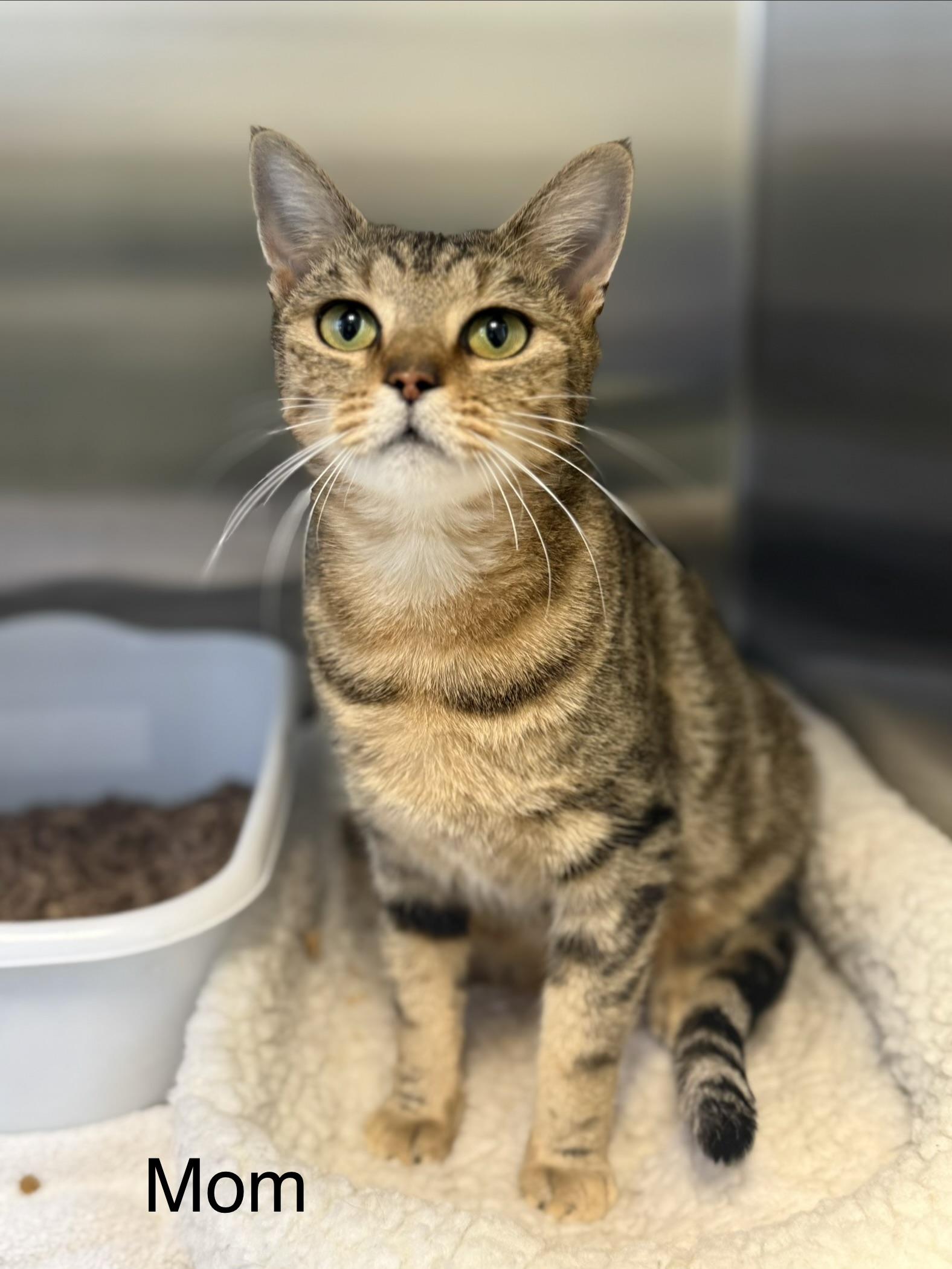 Betty, adopted, Adult Female Domestic Short Hair & Bengal.