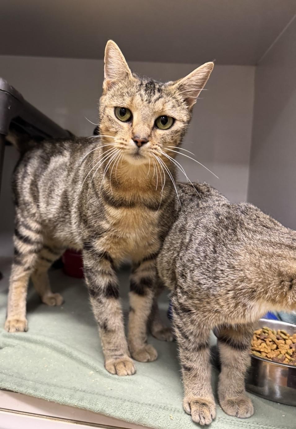 Enlarge Betty, an adopted mixed breed in Milford, CT image 2/4