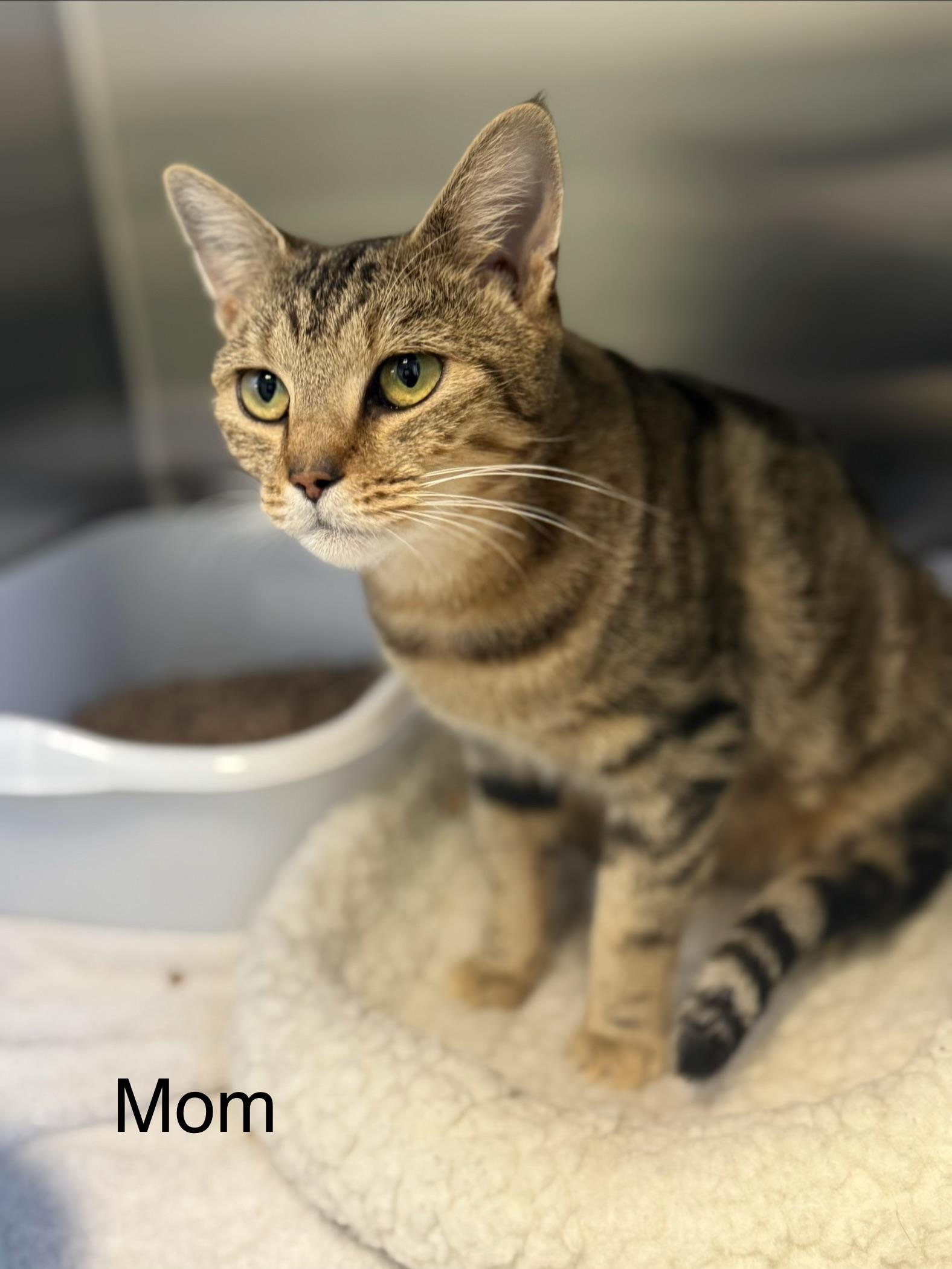 Enlarge Betty, an adopted mixed breed in Milford, CT image 3/4