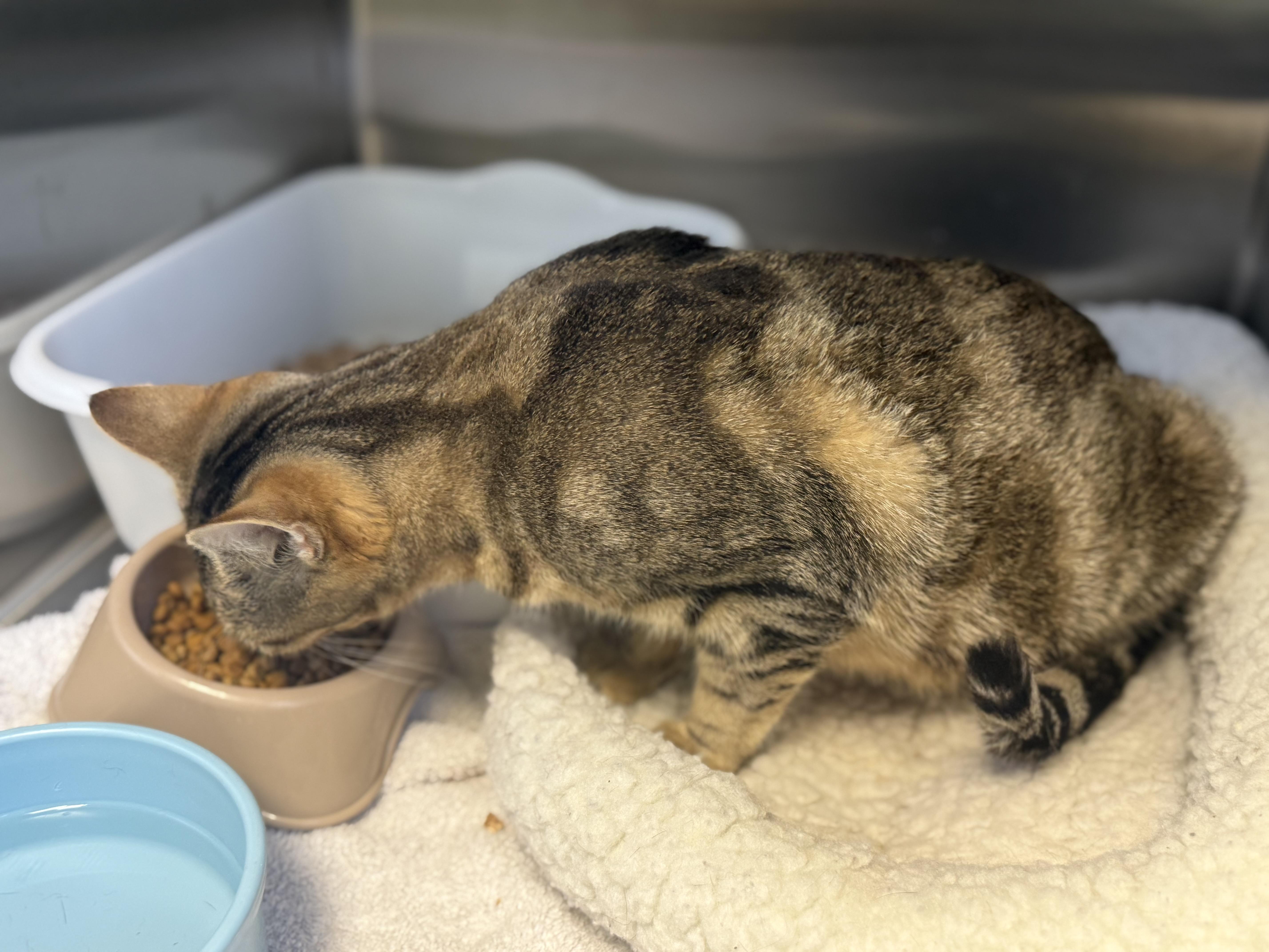 Enlarge Betty, an adopted mixed breed in Milford, CT image 4/4