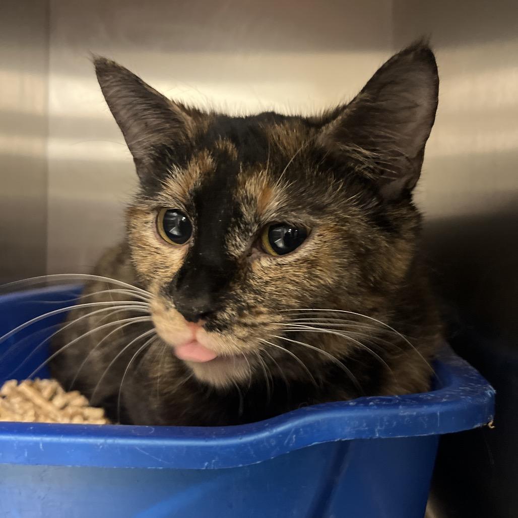 Sorcha — thumbnail 2