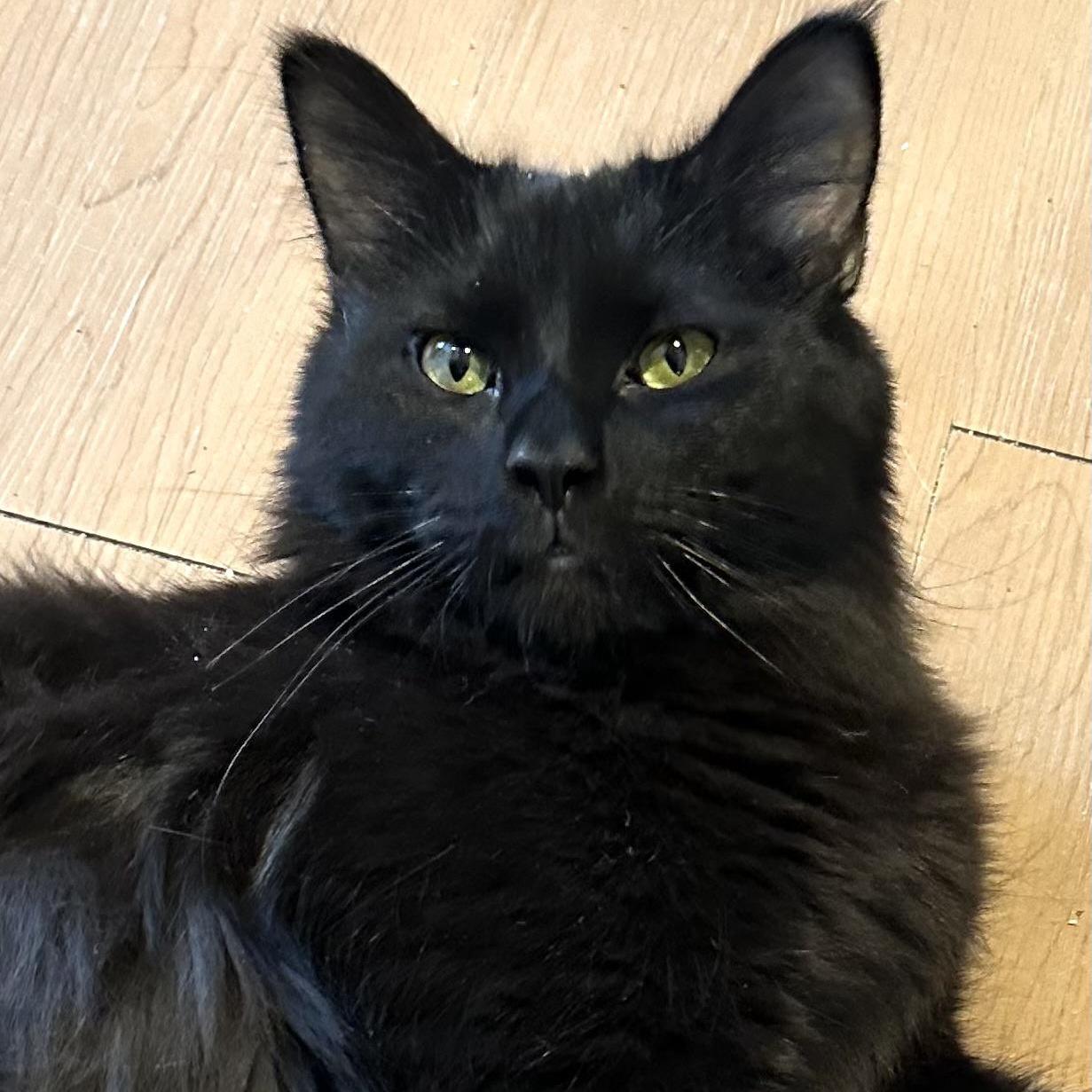 Enlarge Bingo, an adopted Domestic Medium Hair in Wells, ME image 1/3