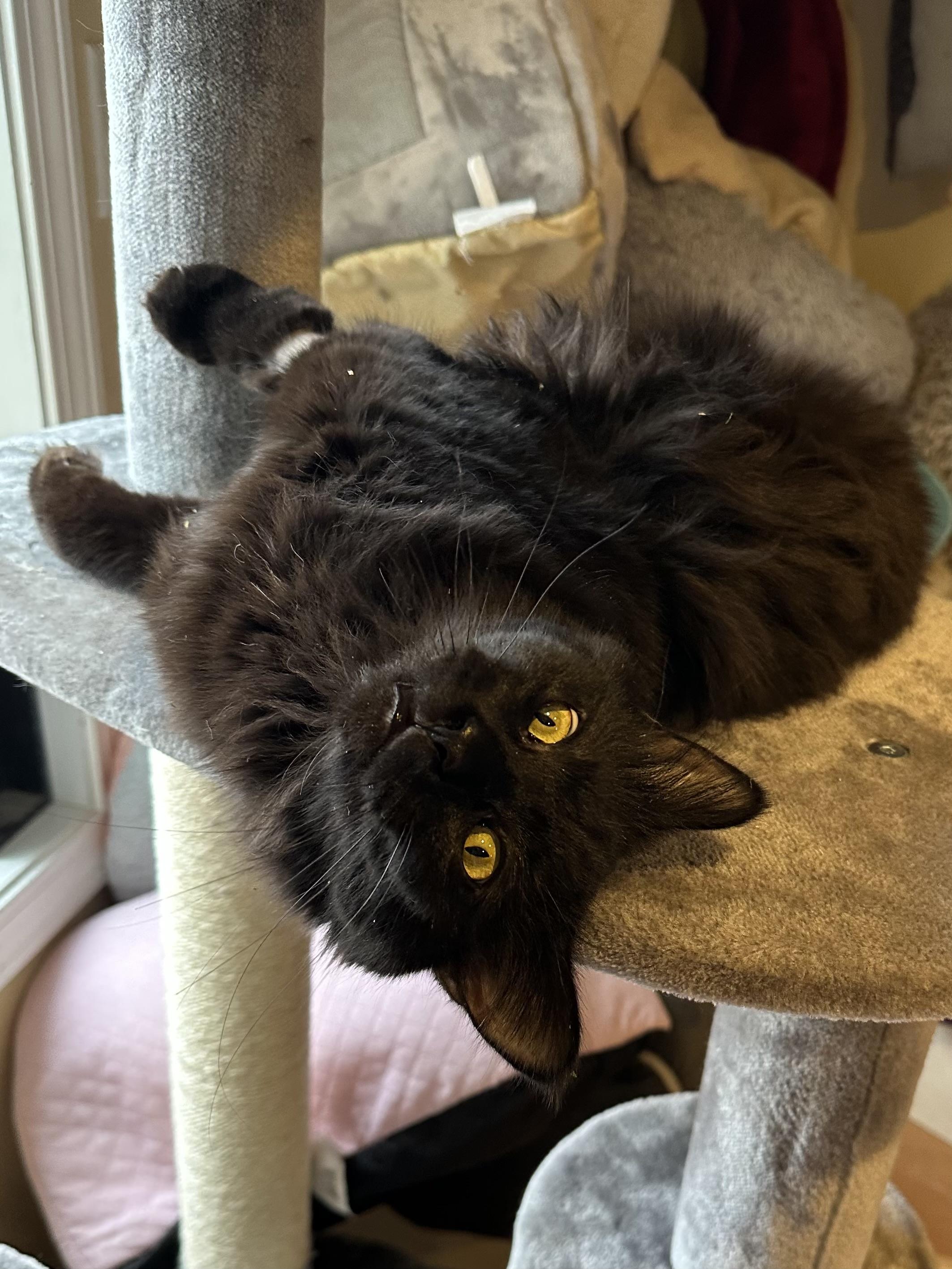 Enlarge Bingo, an adopted Domestic Medium Hair in Wells, ME image 3/3