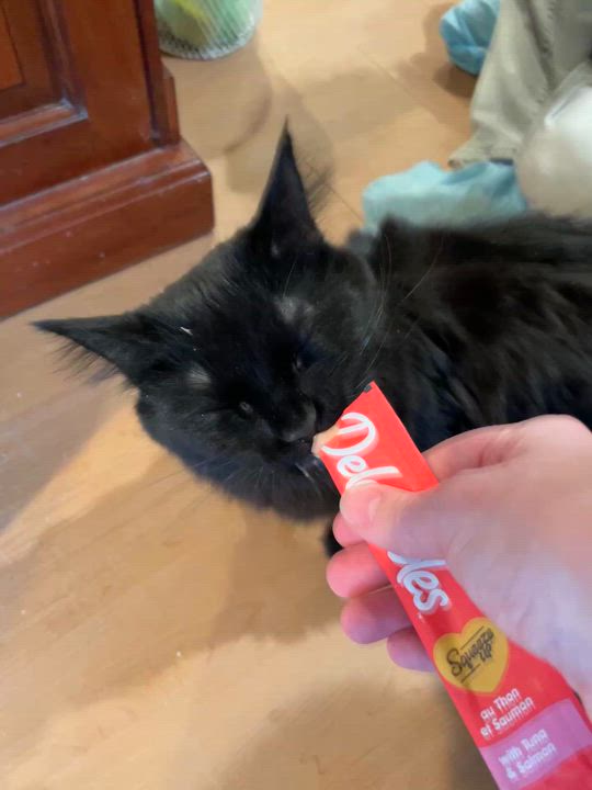 Enlarge Bingo, an adopted Domestic Medium Hair in Wells, ME video 2/3