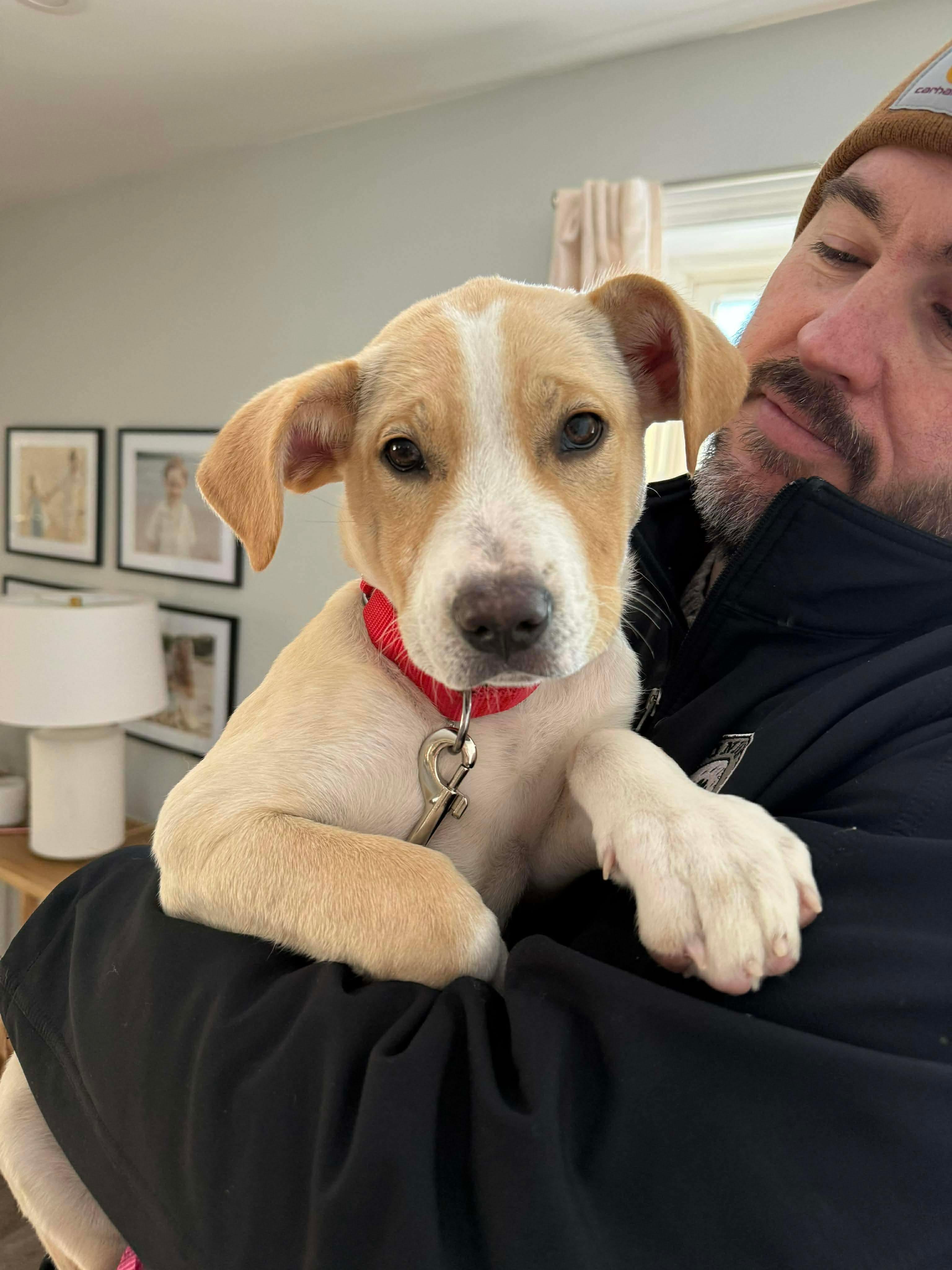 Enlarge Opal , an adopted mixed breed in Billerica, MA image 1/6