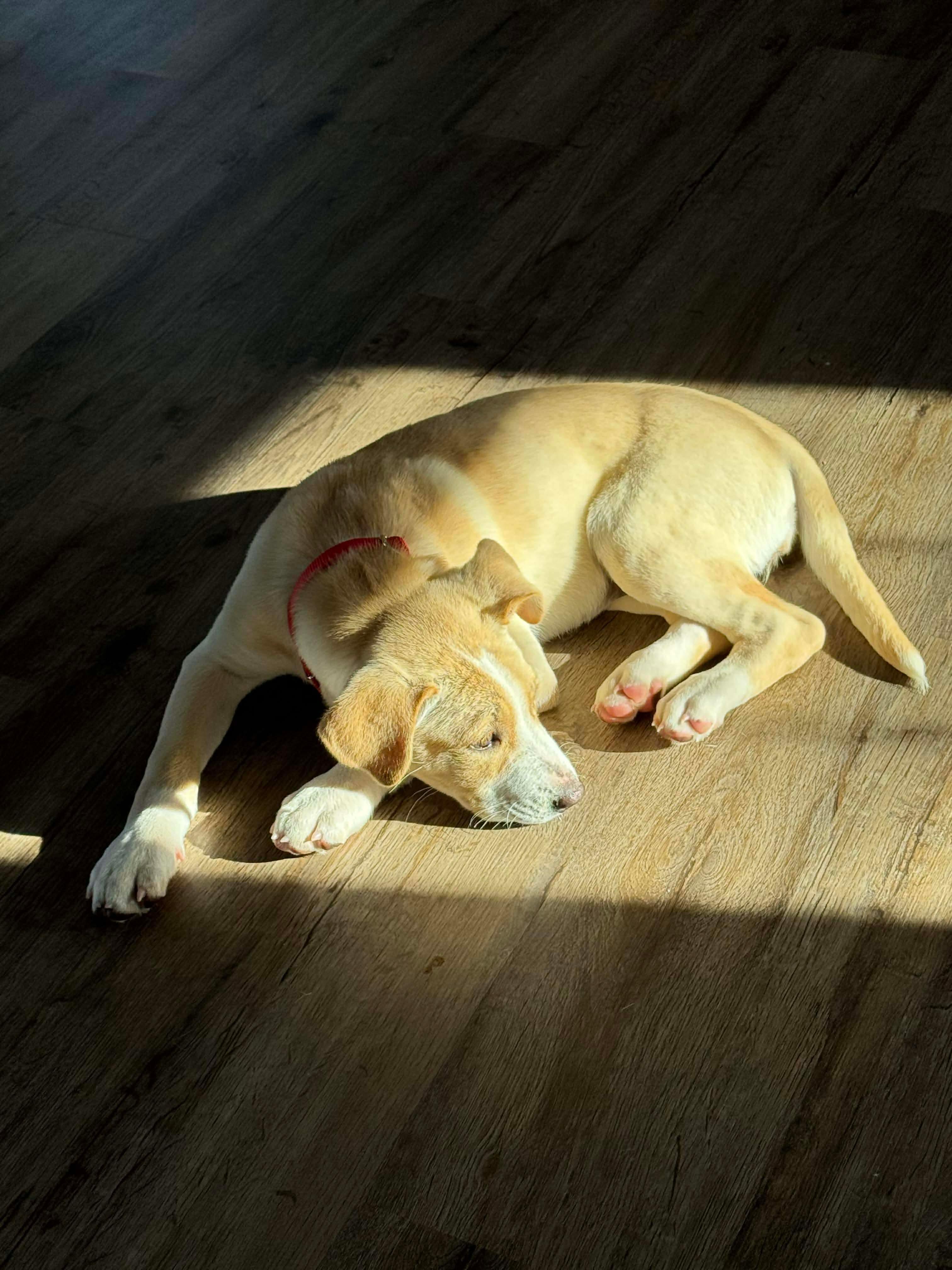 Enlarge Opal , an adopted mixed breed in Billerica, MA image 5/6