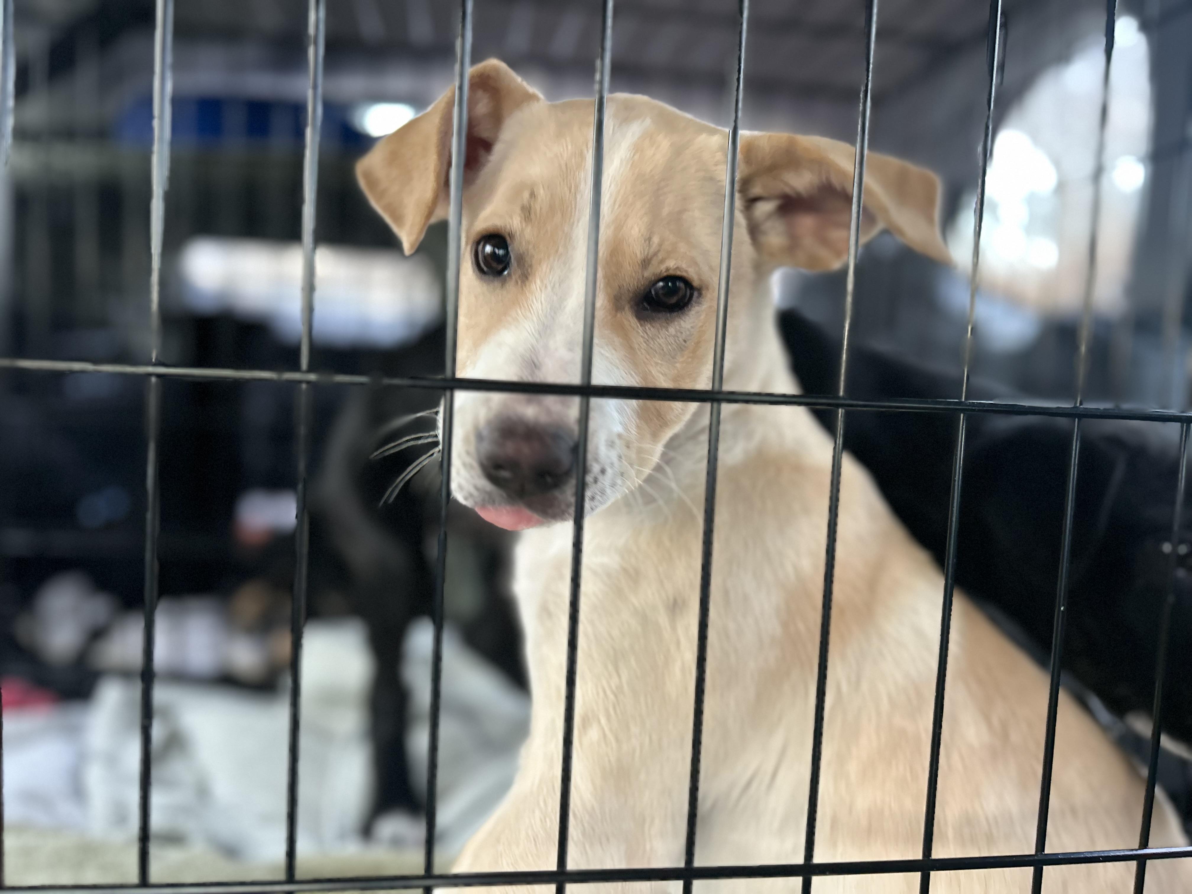 Opal , ADOPTABLE, Puppy Female Yellow Labrador Retriever.