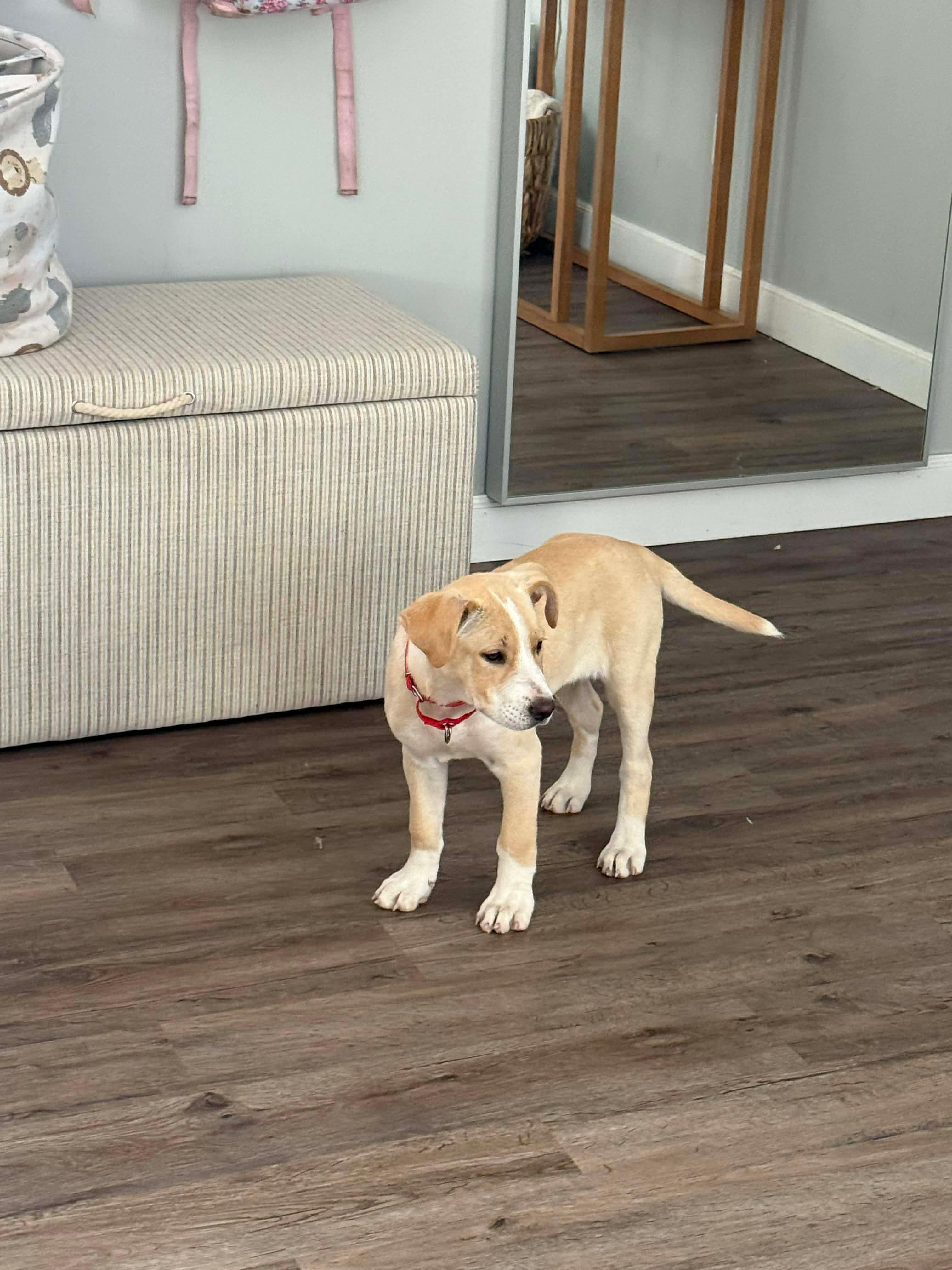 Enlarge Opal , a ADOPTABLE mixed breed in Billerica, MA image 6/6