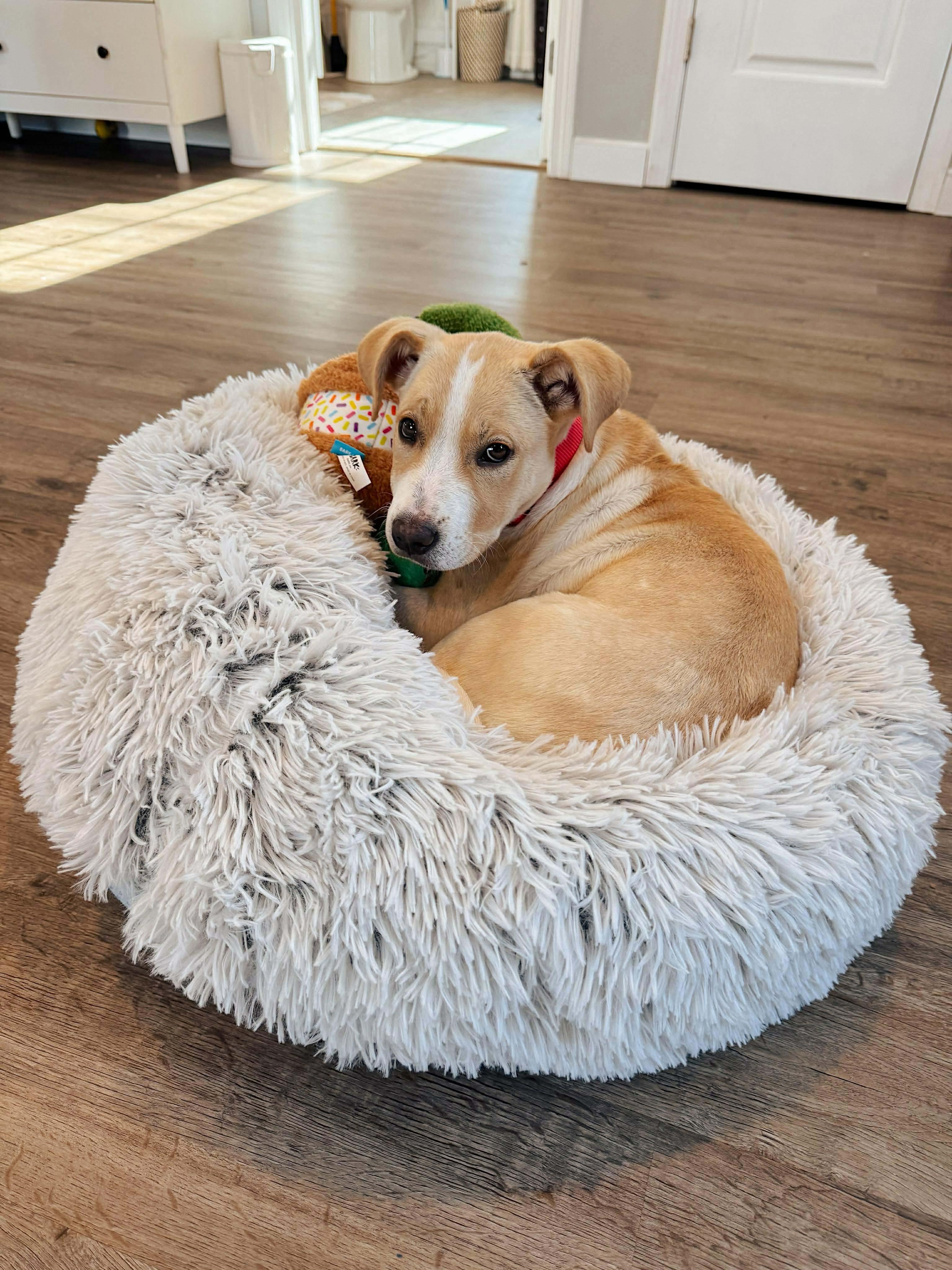 Enlarge Opal , an adopted mixed breed in Billerica, MA image 6/6