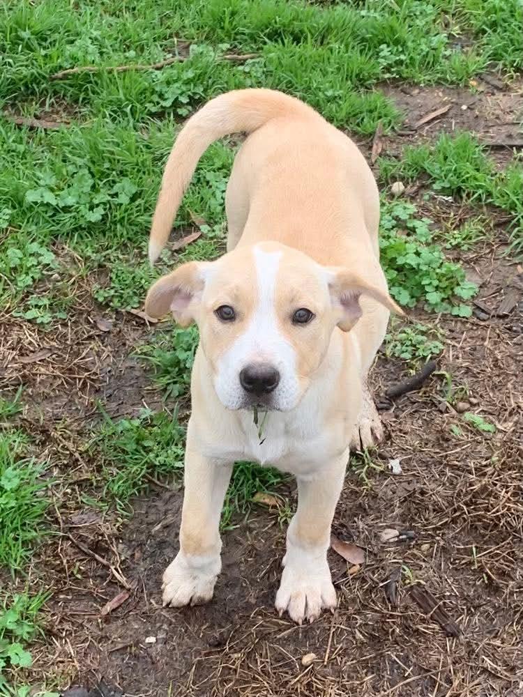 Enlarge Opal , a ADOPTABLE mixed breed in Billerica, MA image 5/6