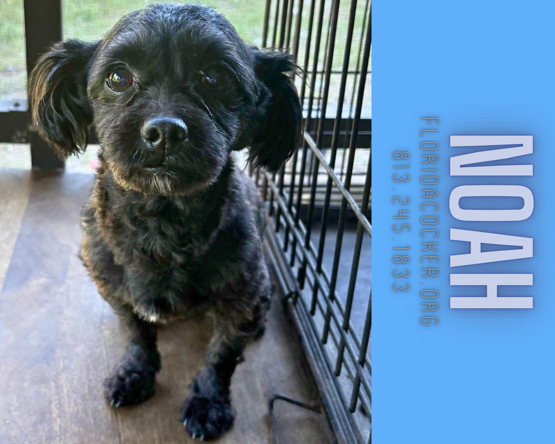 Noah, adopted, Adult Male Jack Russell Terrier.