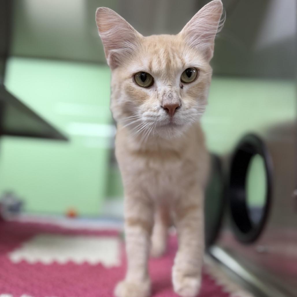 Enlarge Cantaloupe, a Adoptable mixed breed in Bullhead City, AZ image 1/1
