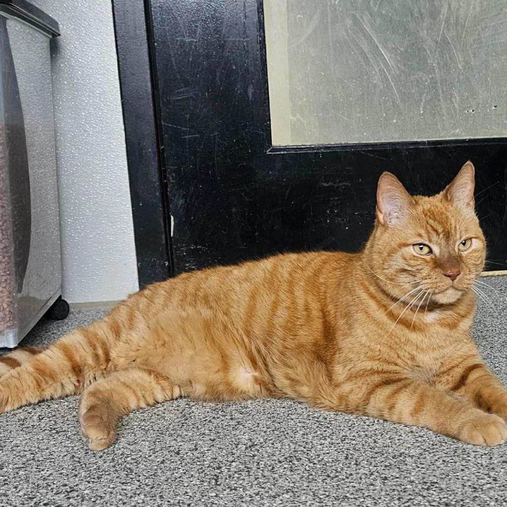 Leo, Adoptable, Senior Male Domestic Short Hair.