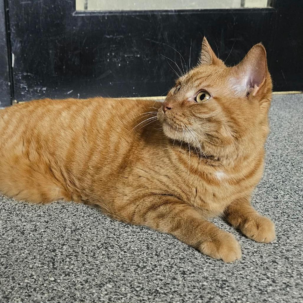 Enlarge Leo, a Adoptable Domestic Short Hair in Monticello, IA image 6/6