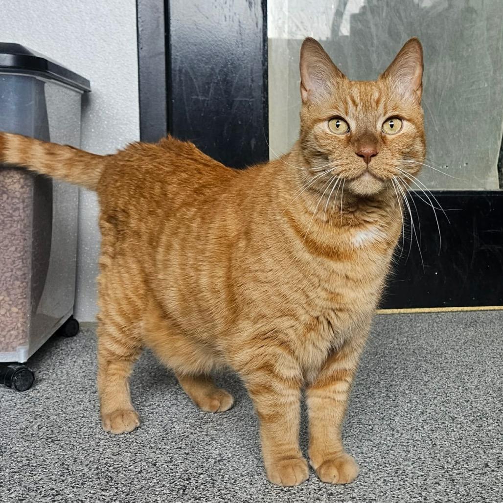 Enlarge Leo, a Adoptable Domestic Short Hair in Monticello, IA image 5/6