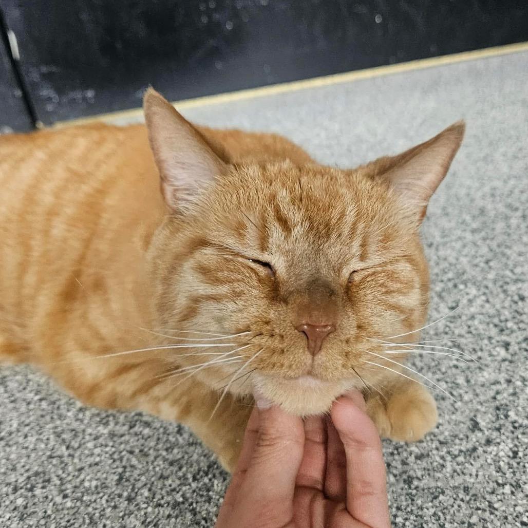 Enlarge Leo, a Adoptable Domestic Short Hair in Monticello, IA image 2/6