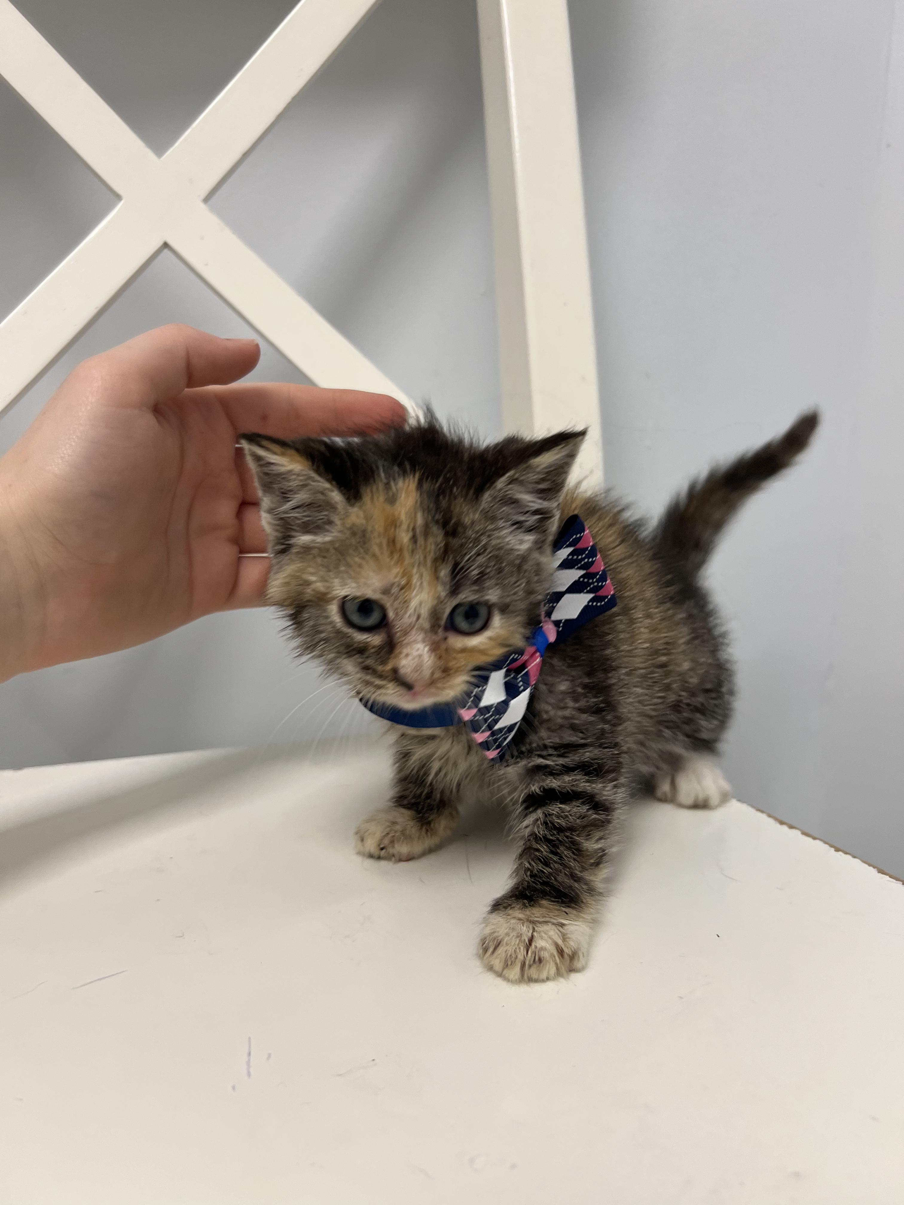 Enlarge Fern, a Adoptable Domestic Short Hair in Gaithersburg, MD image 3/3