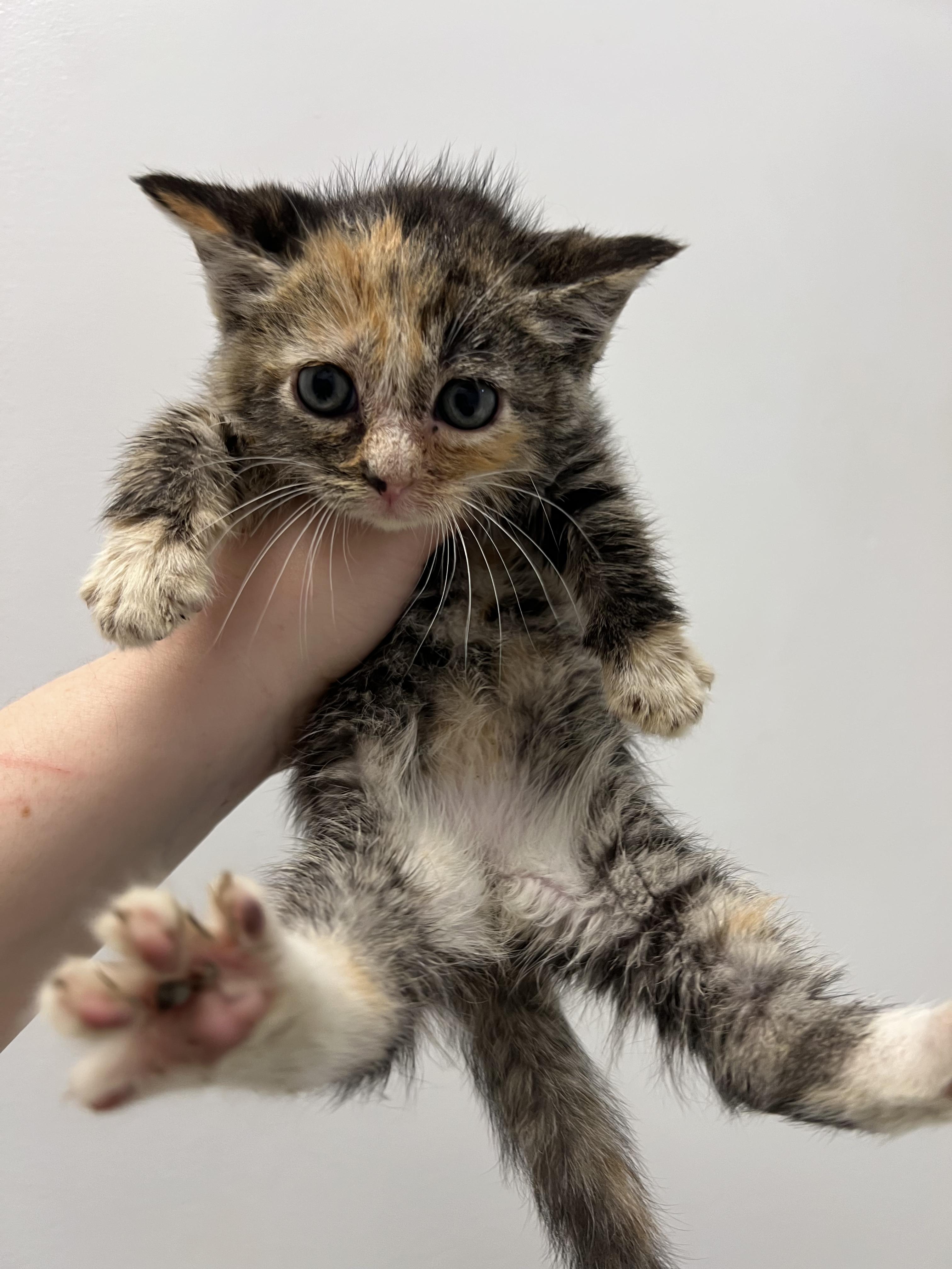 Enlarge Fern, a Adoptable Domestic Short Hair in Gaithersburg, MD image 1/3