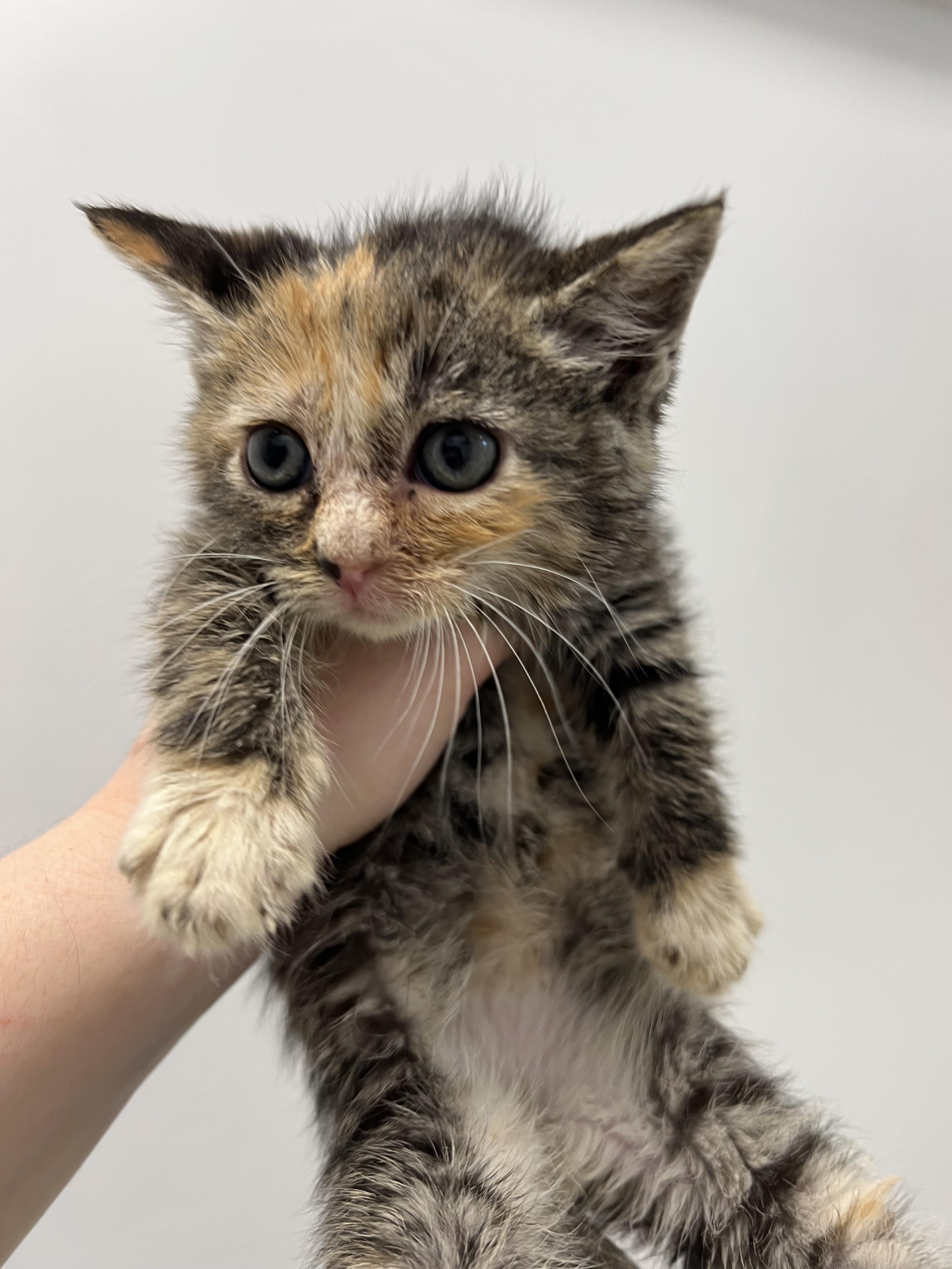 Enlarge Fern, a Adoptable Domestic Short Hair in Gaithersburg, MD image 2/3