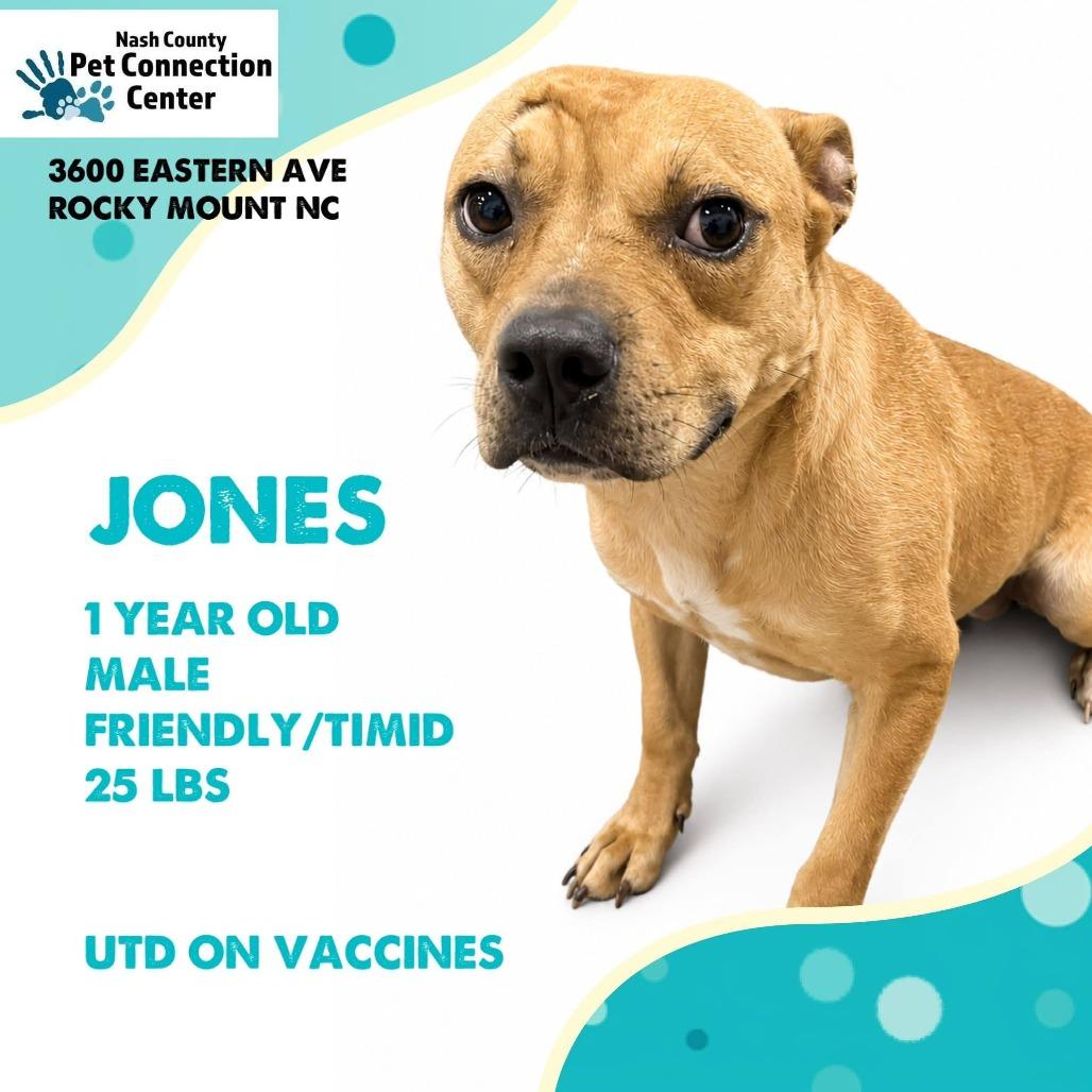 Enlarge JONES  Available NOW - ADOPTION or RESCUE!, a Adoptable Mixed Breed in Nashville, NC image 1/1
