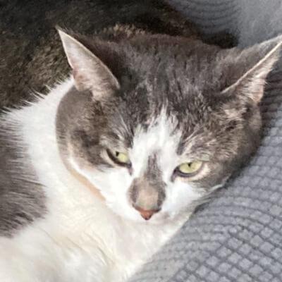 Bella, Adult Female Domestic Short Hair